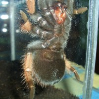 Brachypelma emilia