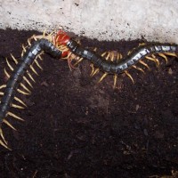 S. subspinipes mutilans share a meal