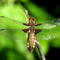 dragonfly libelulla