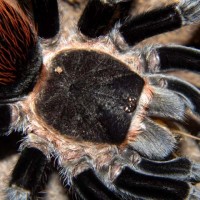 Brachypelma vagans