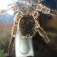 G. rosea Grammostola Chilean Rose Hair