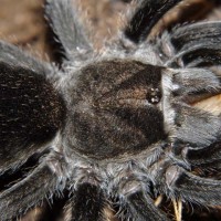 Grammostola pulchra