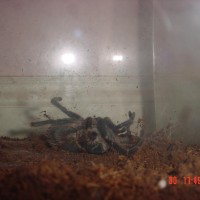 Molt process