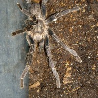 Aphonopelma seemanni