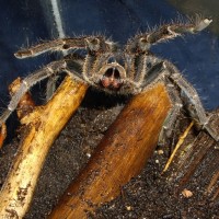 Aphonopelma seemani