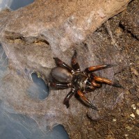 Liphistius sp. ( trapdoorspider )