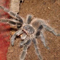 Lasiodora difficilis