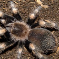 Brachypelma smithi