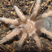 Brachypelma emilia