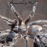 homoeomma sp "blue"