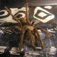 juvenil Haplopelma minax?