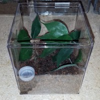 New setup for H sp. columbia large