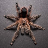 Avicularia merianae