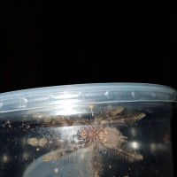 Poecilotheria rufilata.