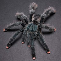 Avicularia avicularia