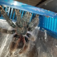 Avicularia cf. avicularia.