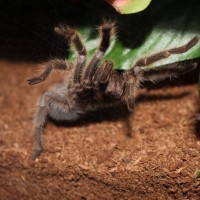 Grammostola sp. north (F) April 20 2017 (1)