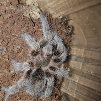 Grammostola sp.