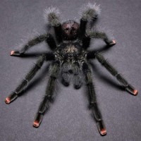 Avicularia juruensis