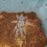 Chilobrachys sp. Penang