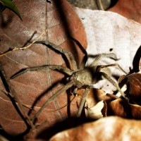 Panamanian spider