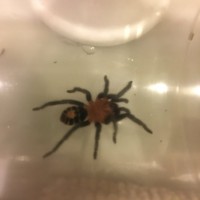 C. Fasciatum sling? Pretty positive