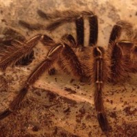 small Ephebopus murinus male