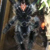 Avicularia avicularia