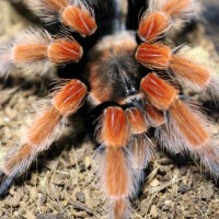 Brachypelma sp. new clothes!