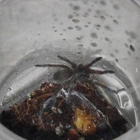 Harpactira pulchripes