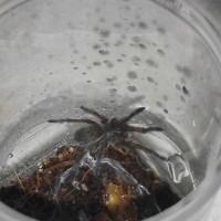 Harpactira pulchripes