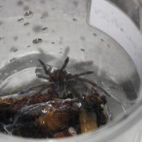 Harpactira pulchripes