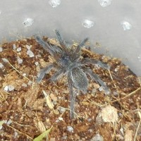 Harpactira pulchripes