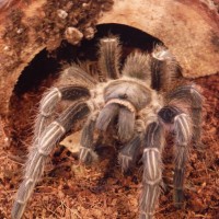 Suspect Male A. seemanni