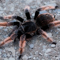 Brachypelma klaasi