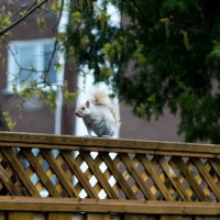 Sciurus carolinensis