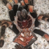 B. Smithi