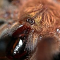 Avicularia (Ybyrapora) diversipes