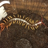 Scolopendra subspinipes