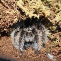 B. albopilosum Nicaragua