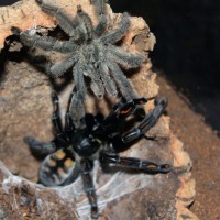 P irminia breeding