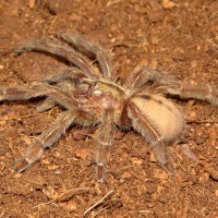 Young Psalmopoeus cambridgei (female, 2.25")