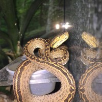 Tiger Amazon Tree Boa