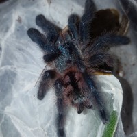 C. versicolor