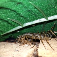 House Centipede (Scutigera Coleoptrata) eating cricket