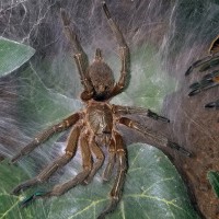 H.pulchripes MM