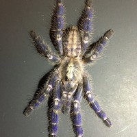 P. metallica juvi. Freshly Molted