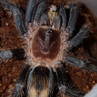 Plesiopelma sp. Bolivia