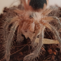 Pamphobeteus fortis