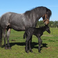 Third foal of the season